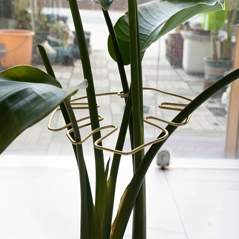 Aloe Vera Pot - Large hanging plant stand, iron hooks,
