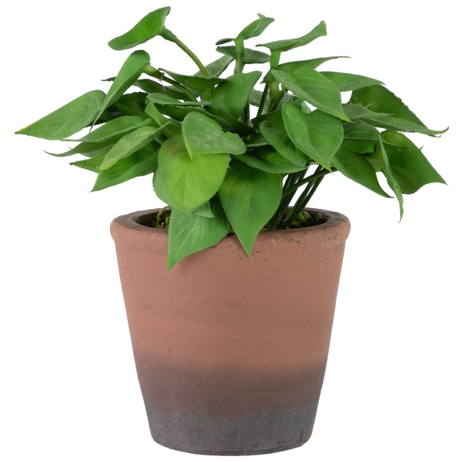 Peperomia Watermelon - 9