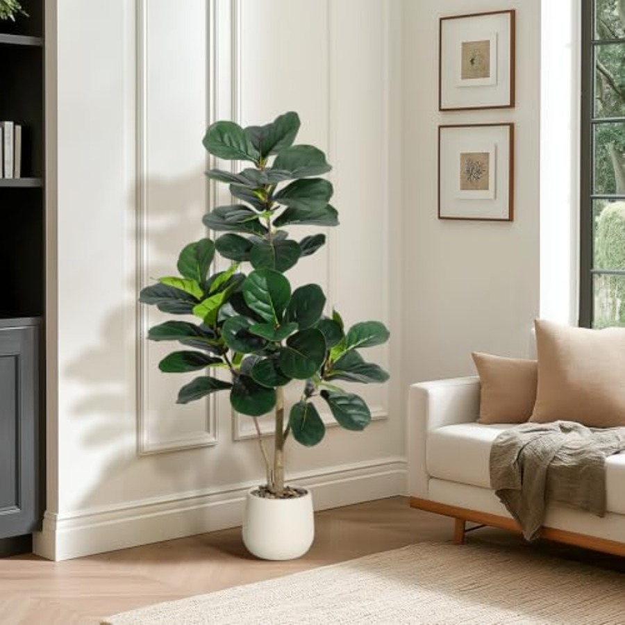 Ficus Lyrata Tree - 4 Feet Fiddle Leaf Fig Tree