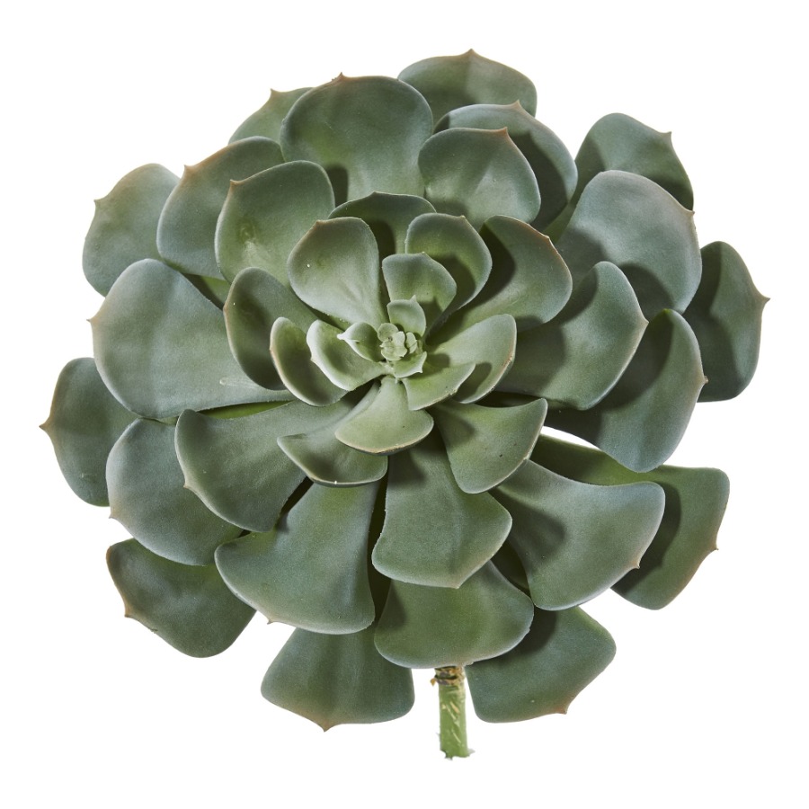 Echeveria Succulent - 13