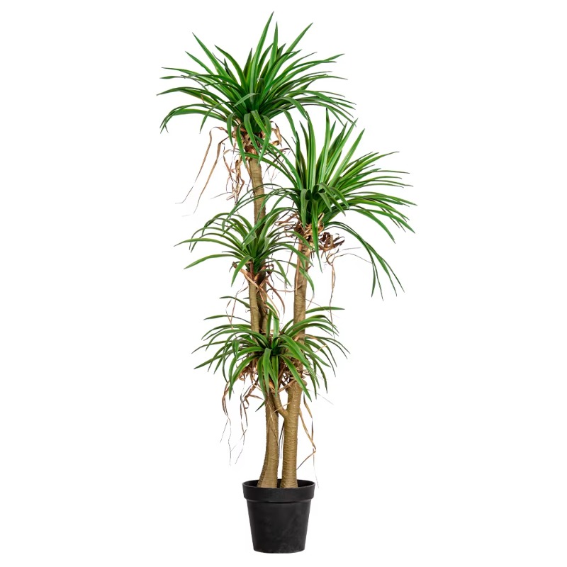 Indoor/Outdoor Home Tree Simul - Dracaena Marginata 리뷰 및 가격