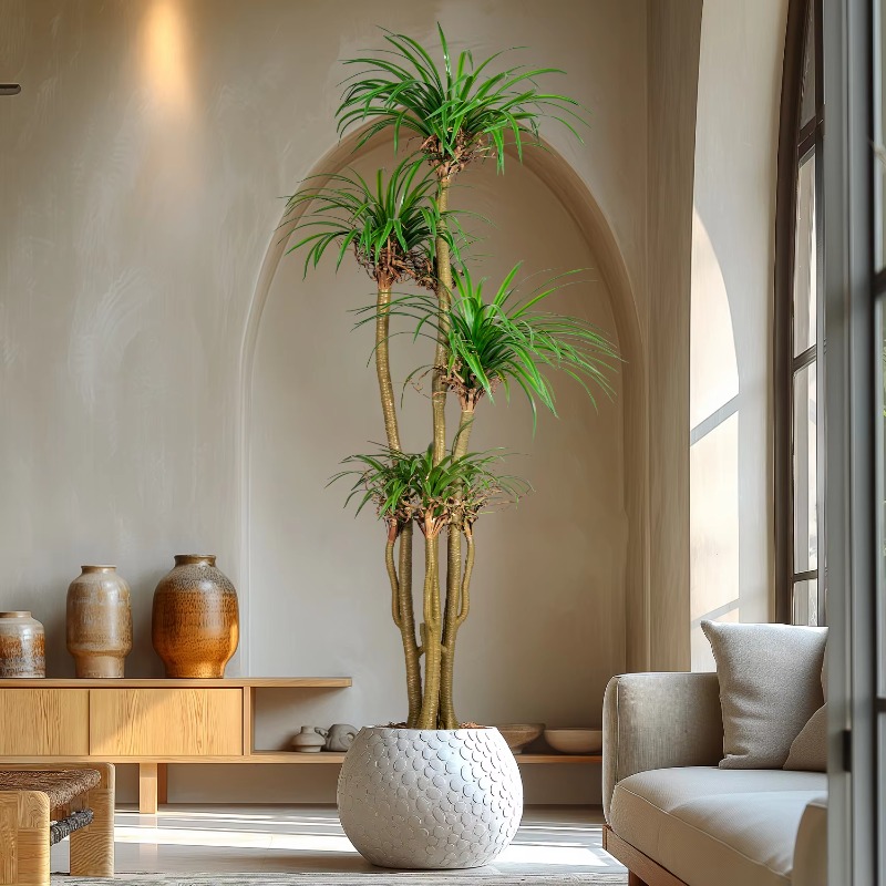 Indoor/Outdoor Home Tree Simul - Dracaena Marginata 리뷰 및 가격