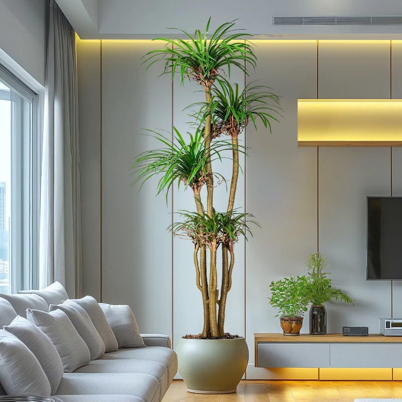 Indoor/Outdoor Home Tree Simul - Dracaena Marginata 리뷰 및 가격