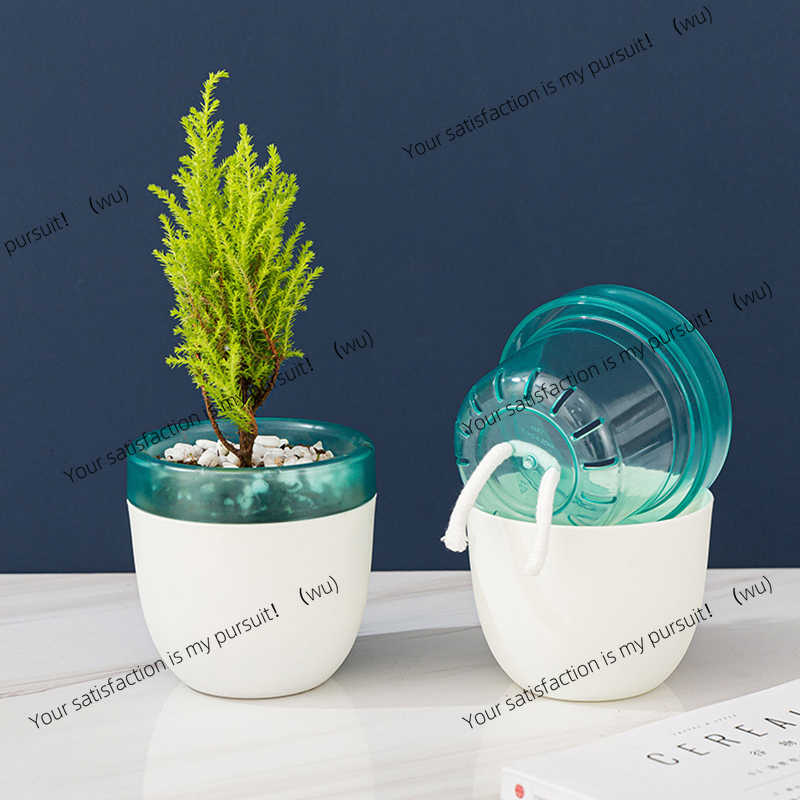 Automatic Water Absorption Laz - Aloe Vera Pot 리뷰 및 가격