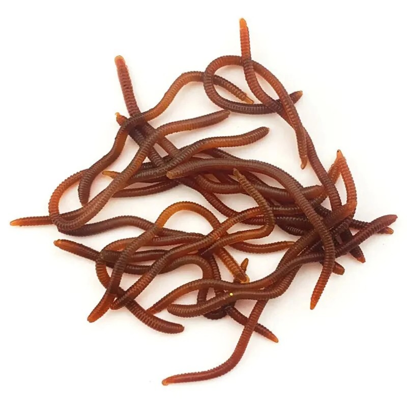 Lifelike Fishy Smell Red Soft  - Aglaonema Red 리뷰 및 가격