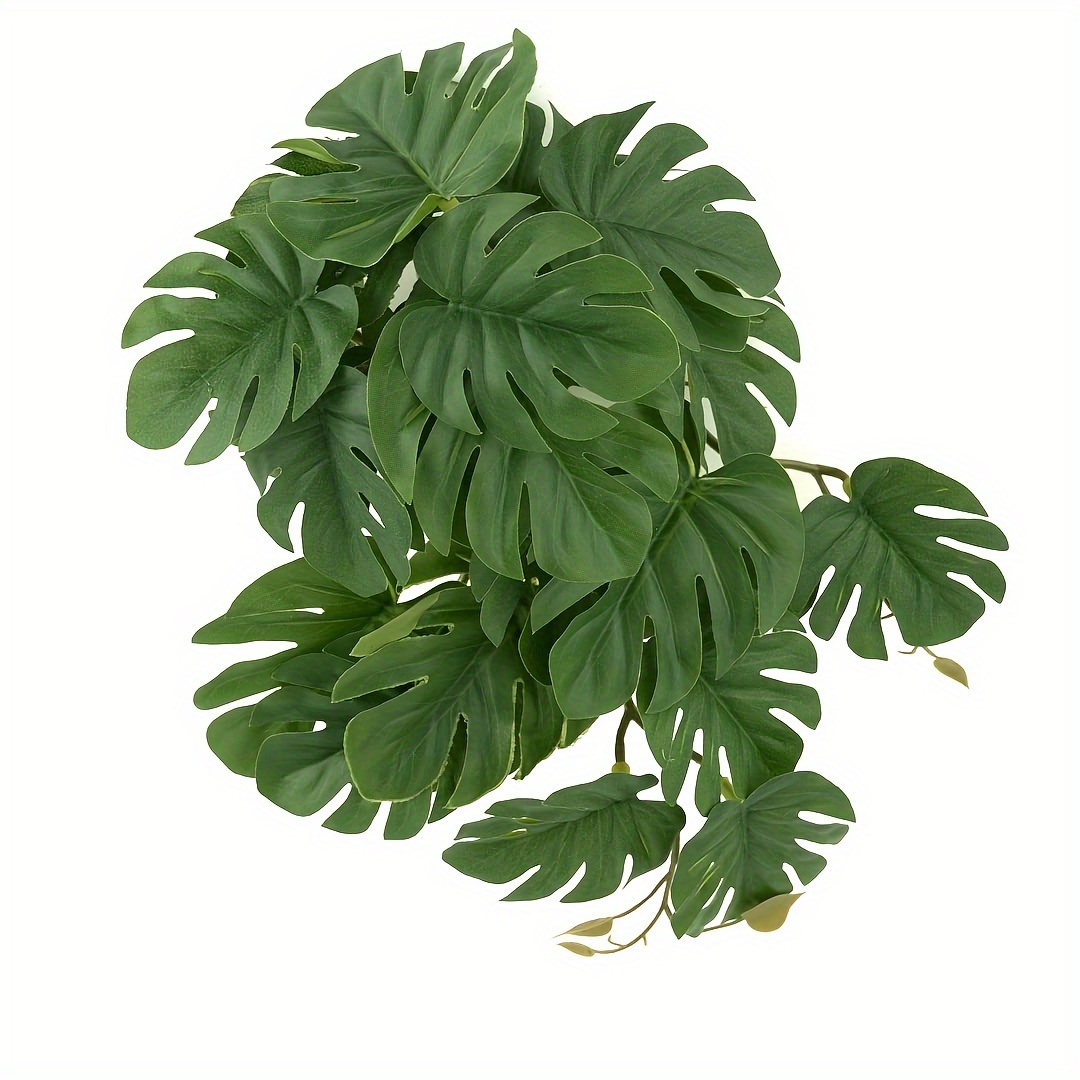 Reptile Plants for Terrarium A - Monstera Adansonii 리뷰 및 가격