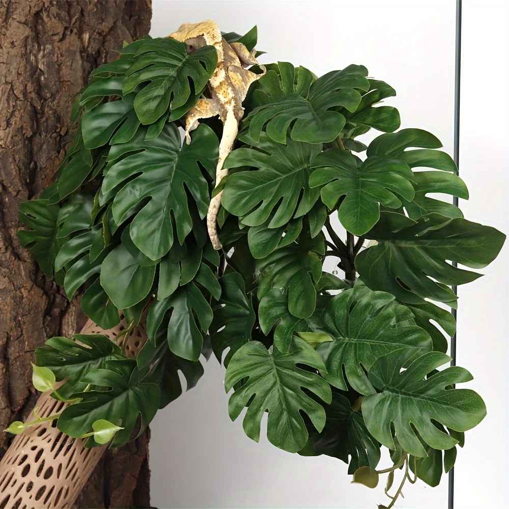 Reptile Plants for Terrarium A - Monstera Adansonii 리뷰 및 가격