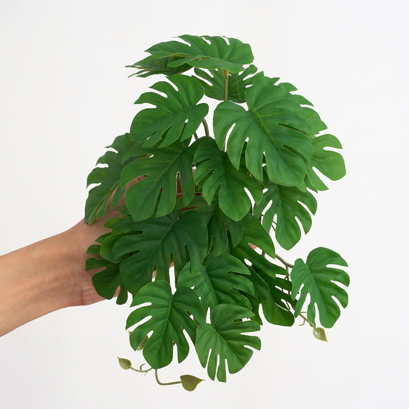 Reptile Plants for Terrarium A - Monstera Adansonii 리뷰 및 가격
