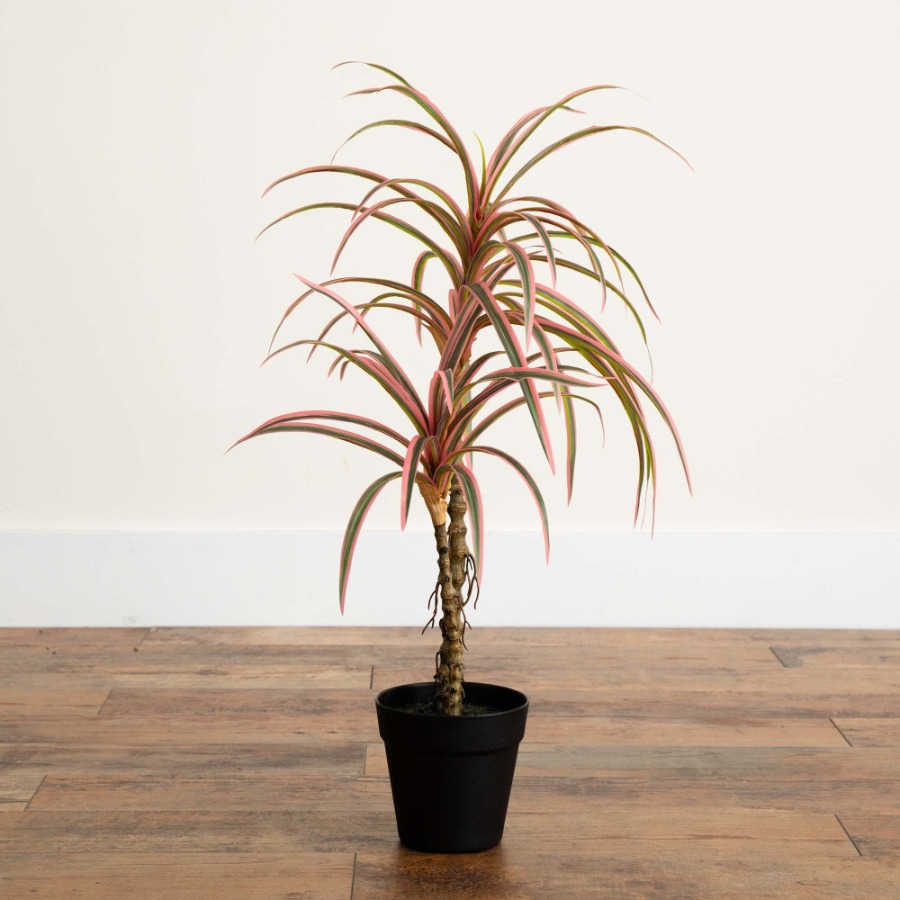 Dracaena Marginata Artificial  - Dracaena Marginata 리뷰 및 가격