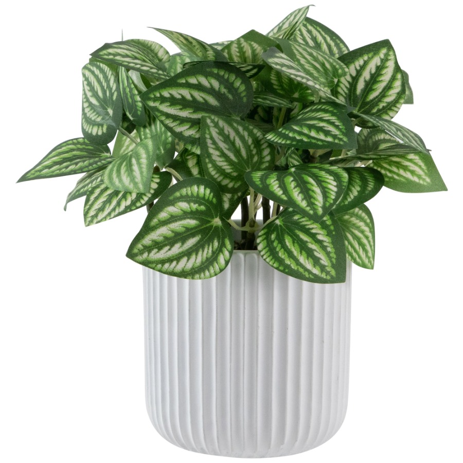 Artificial Watermelon Peperomi - Peperomia Watermelon 리뷰 및 가격