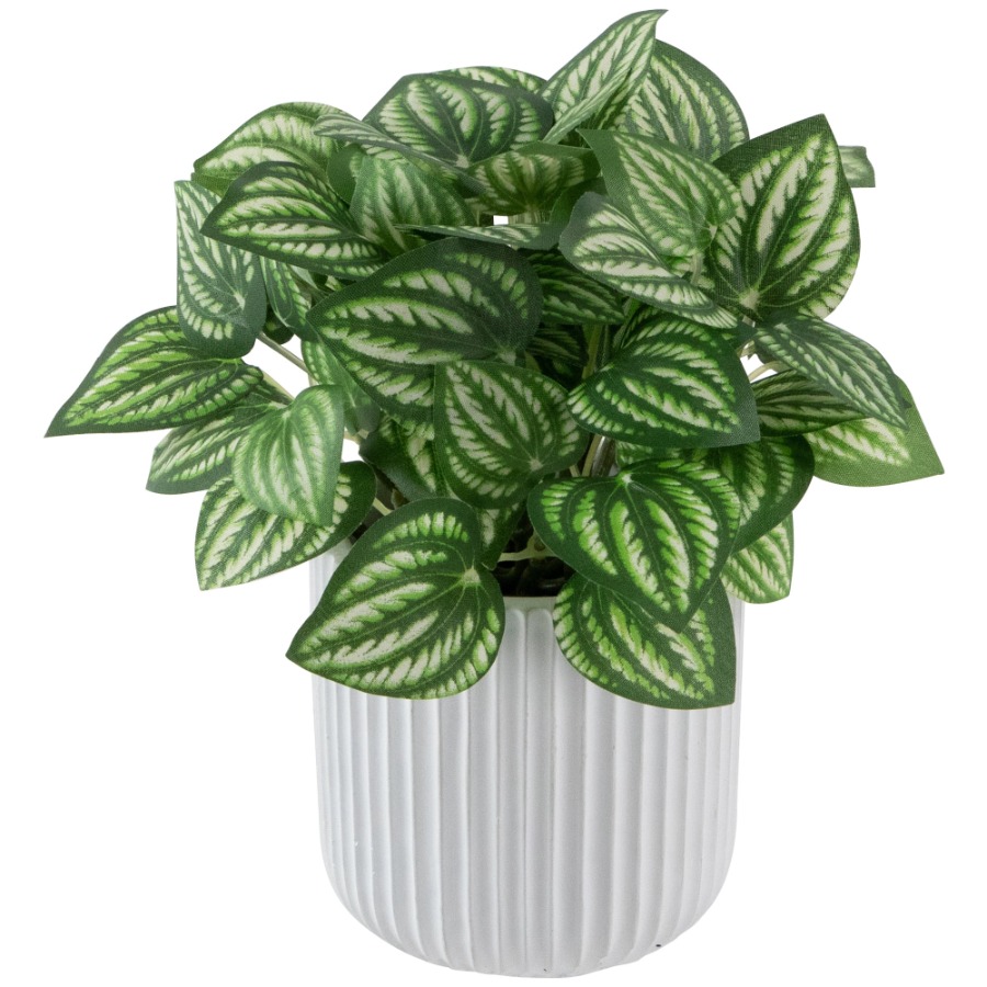 Artificial Watermelon Peperomi - Peperomia Watermelon 리뷰 및 가격