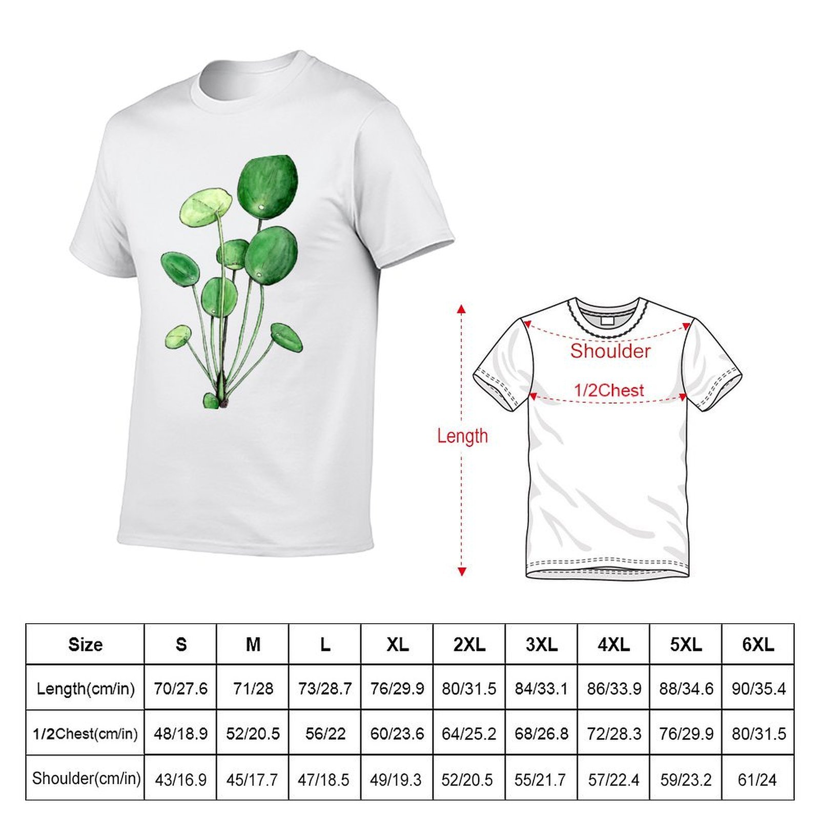 Pilea Peperomioides - Watercol - Pilea Peperomioides 리뷰 및 가격