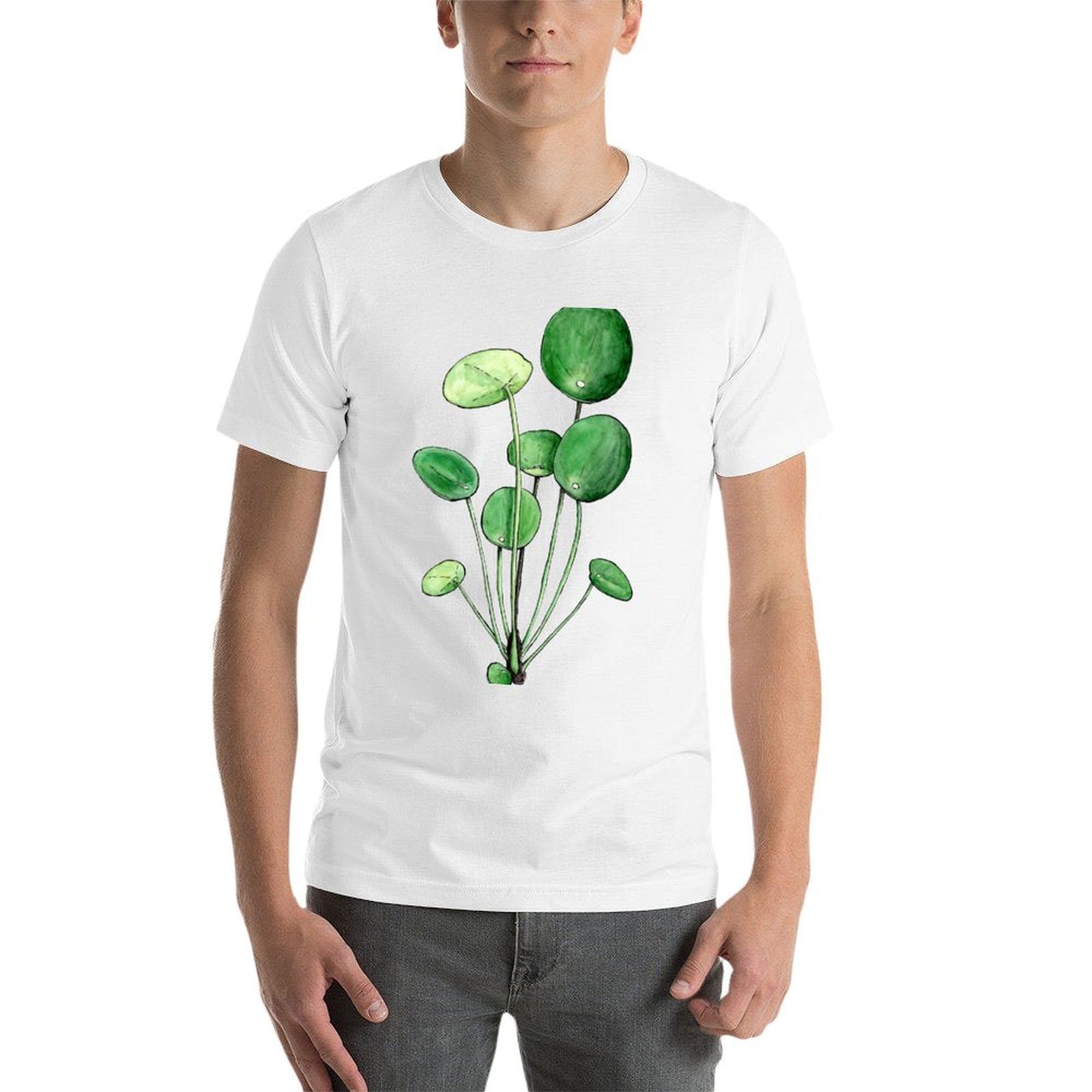Pilea Peperomioides - Watercol - Pilea Peperomioides 리뷰 및 가격