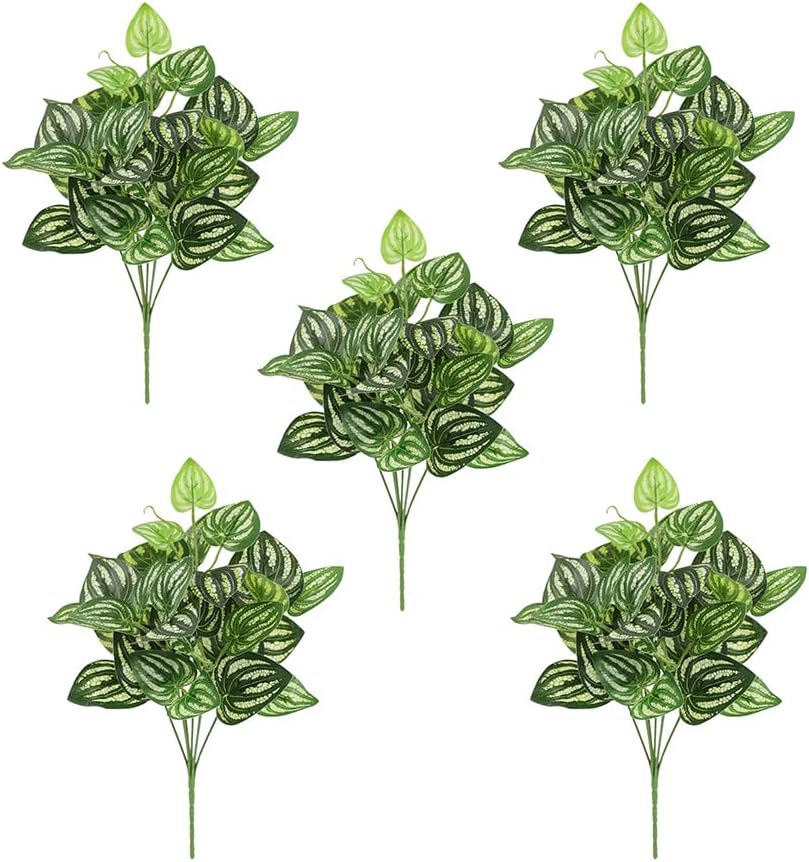 5Pcs Watermelon Peperomia Arti - Peperomia Watermelon 리뷰 및 가격