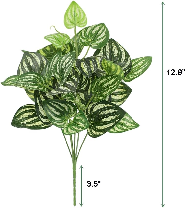 5Pcs Watermelon Peperomia Arti - Peperomia Watermelon 리뷰 및 가격