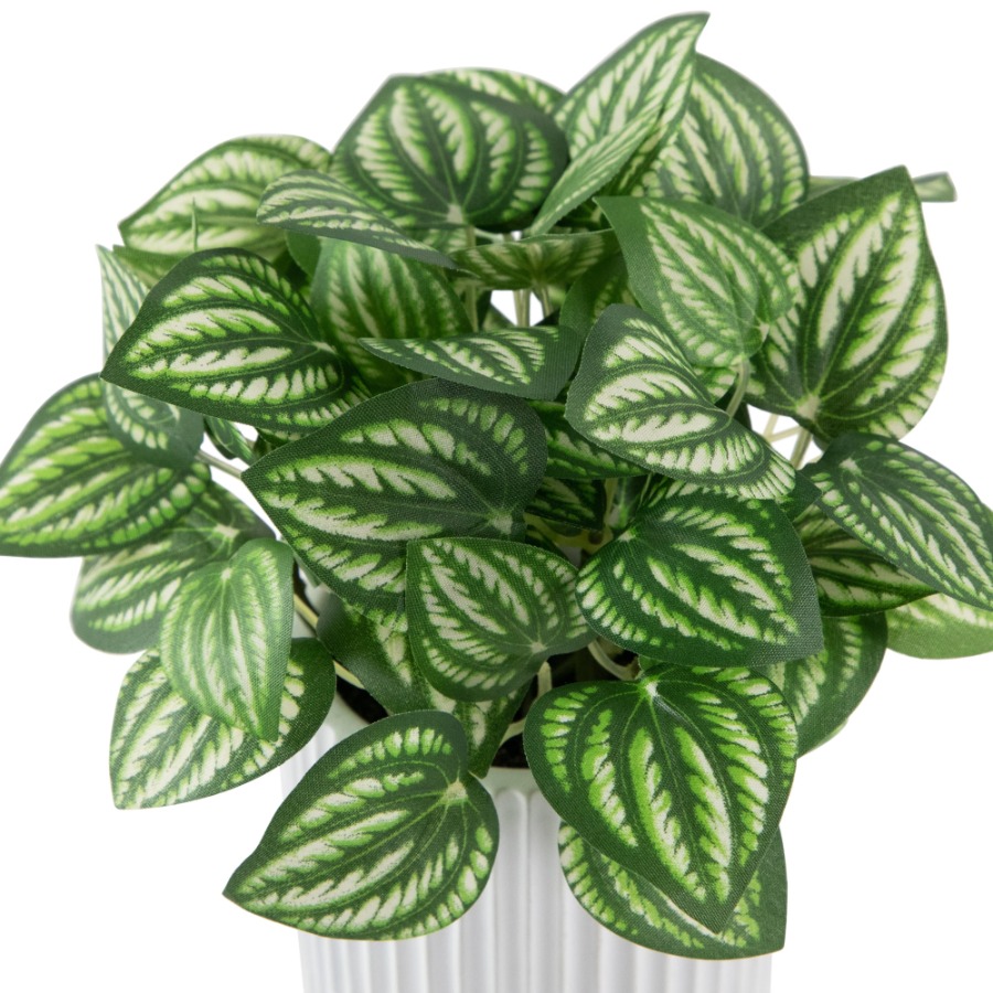 Artificial Watermelon Peperomi - Peperomia Watermelon 리뷰 및 가격