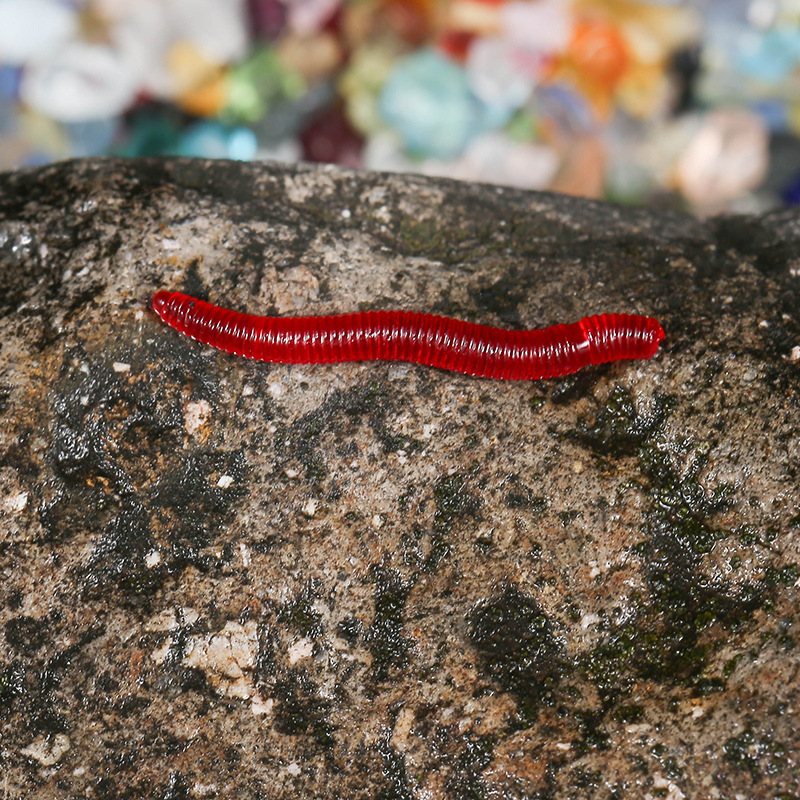 CIBO 50pcs-Artificial Red Worm - Aglaonema Red 리뷰 및 가격