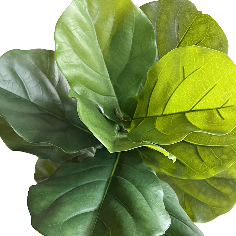 A Simulated Single-leaf Banyan - Ficus Lyrata Tree 리뷰 및 가격