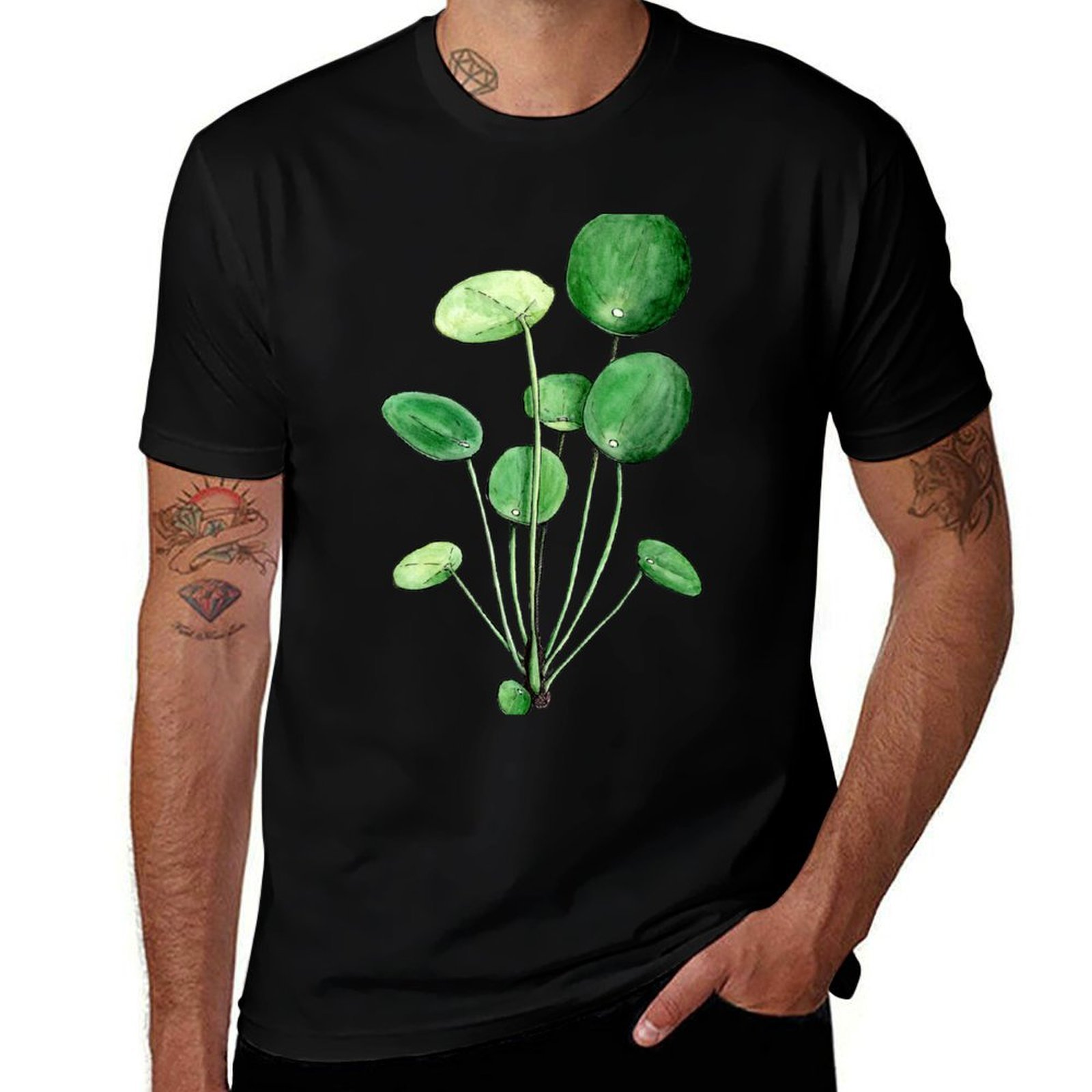 Pilea Peperomioides - Watercol - Pilea Peperomioides 리뷰 및 가격