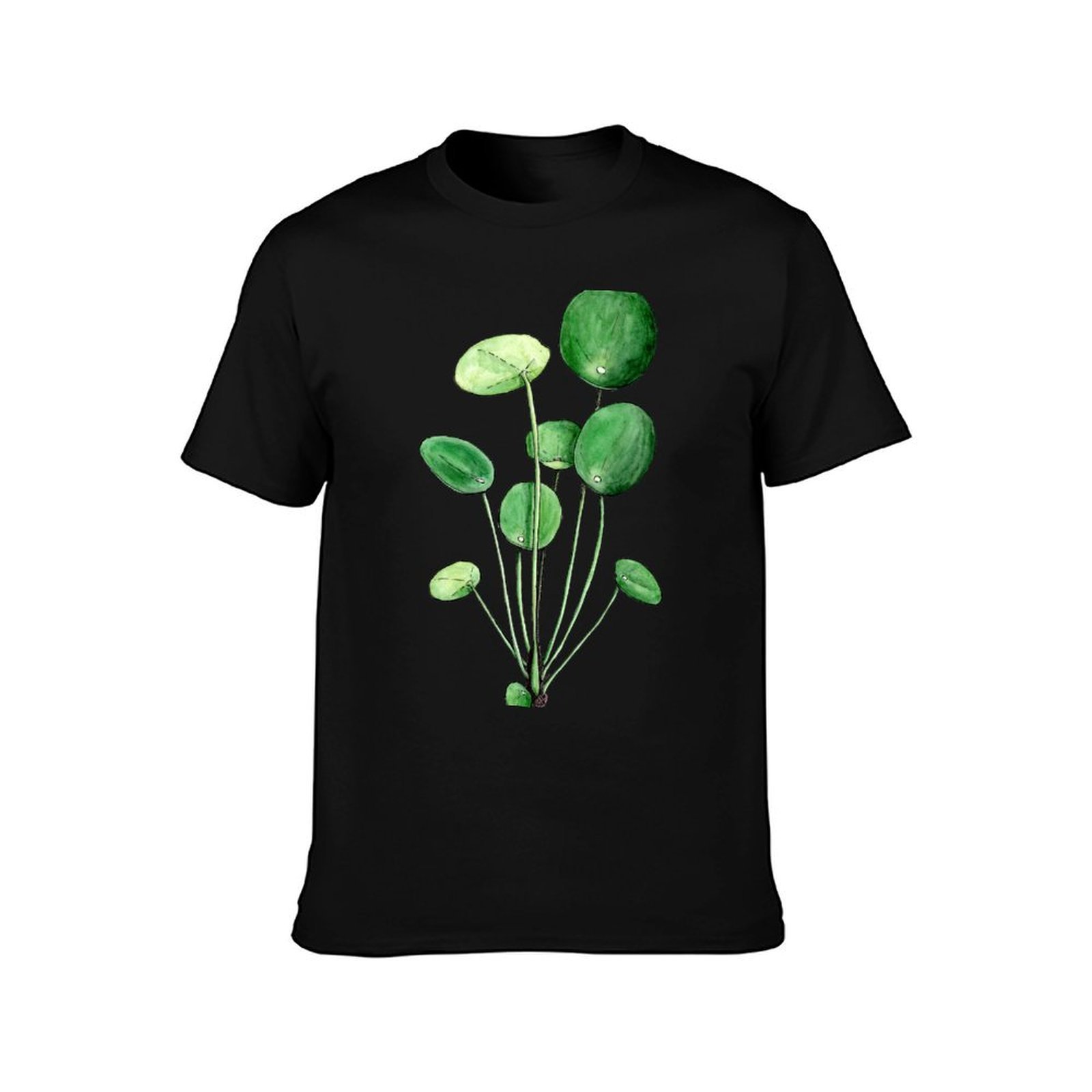 Pilea Peperomioides - Watercol - Pilea Peperomioides 리뷰 및 가격