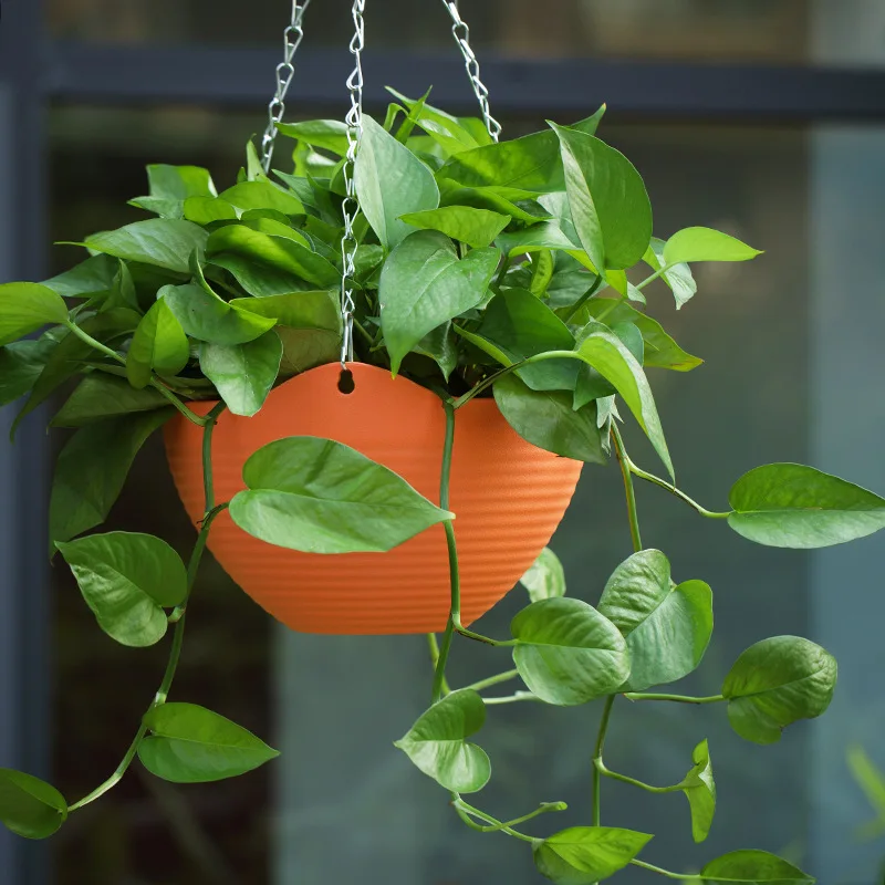 Plastic hanging basket flower  - Spider Plant Hanging 리뷰 및 가격
