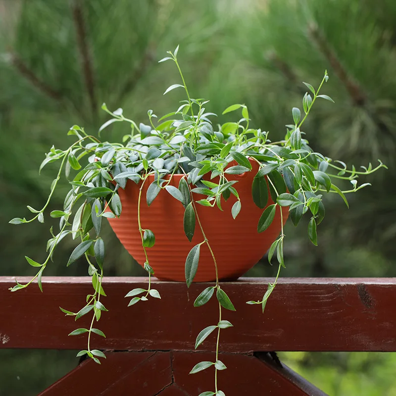 Plastic hanging basket flower  - Spider Plant Hanging 리뷰 및 가격